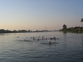 úszás a Ráckevei-Dunában